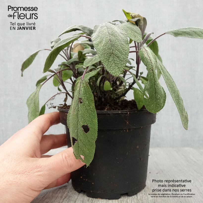 Salvia officinalis Purpurascens 1.5L/2L pot sample as delivered in winter