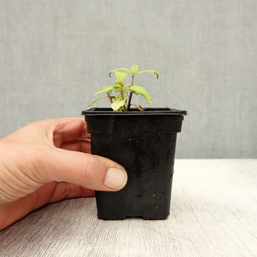 Salvia elegans Golden Delicious 7/8 cm pot sample as delivered in autumn