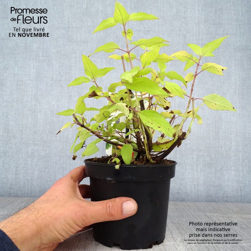 Salvia elegans Golden Delicious 1.5L/2L pot sample as delivered in autumn