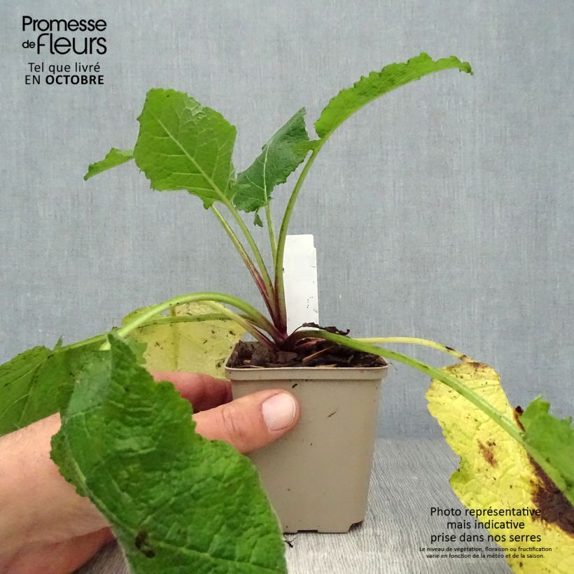 Salvia forsskaolei  8/9 cm pot sample as delivered in autumn