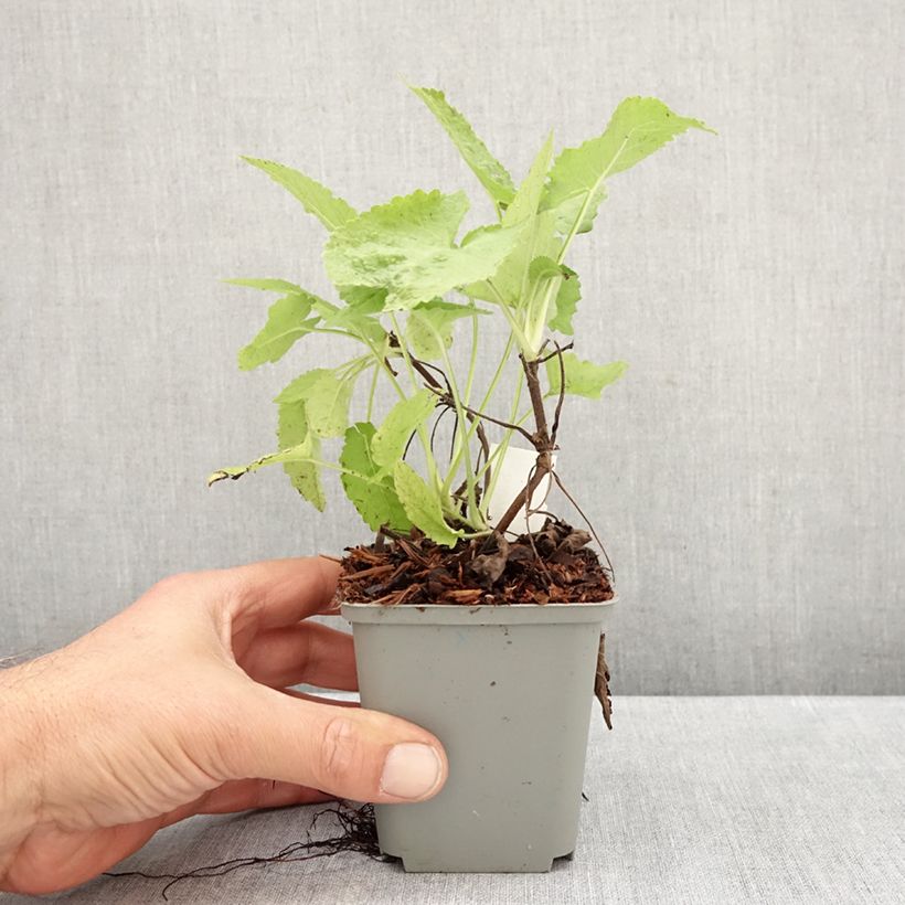 Salvia glutinosa 8/9 cm pot sample as delivered in autumn