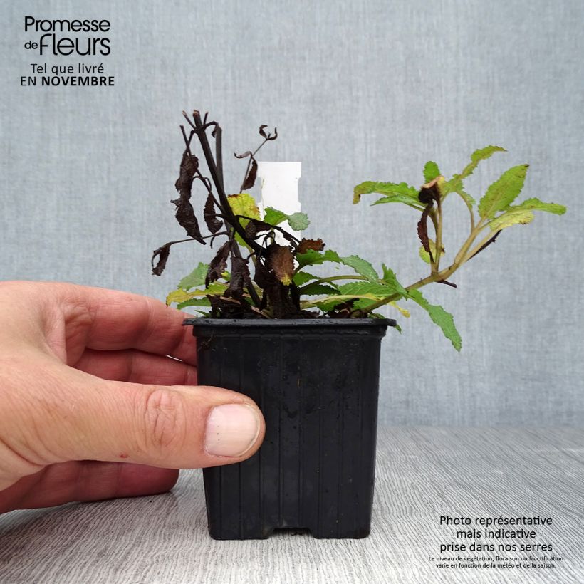 Salvia nemorosa Blauhügel - Woodland Sage 8/9 cm pot sample as delivered in autumn