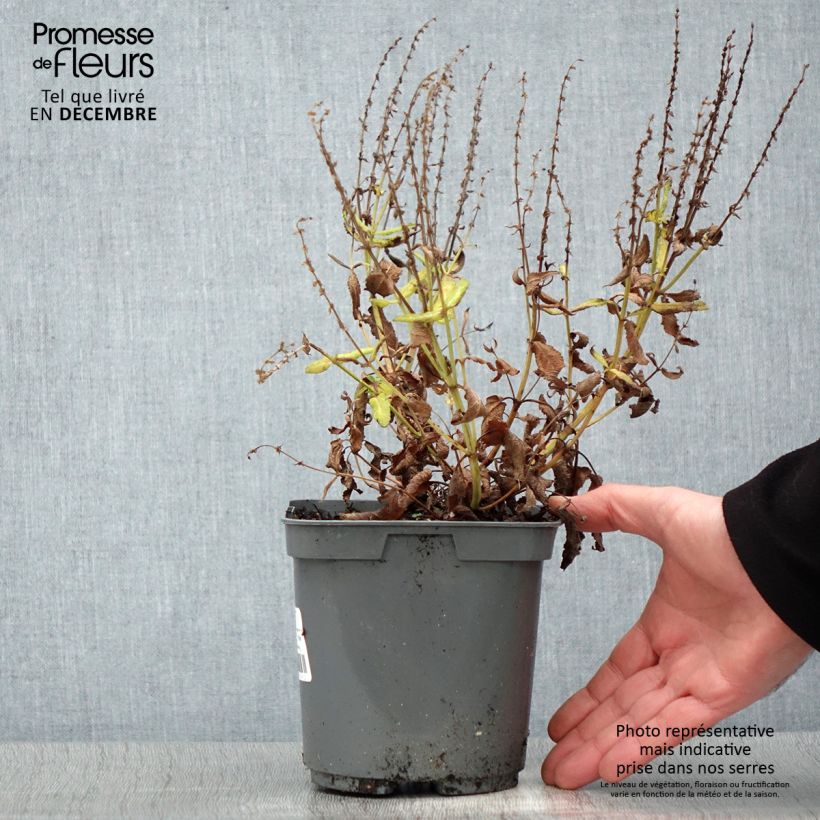 Salvia nemorosa Blauhügel - Woodland Sage 2L/3L pot sample as delivered in winter