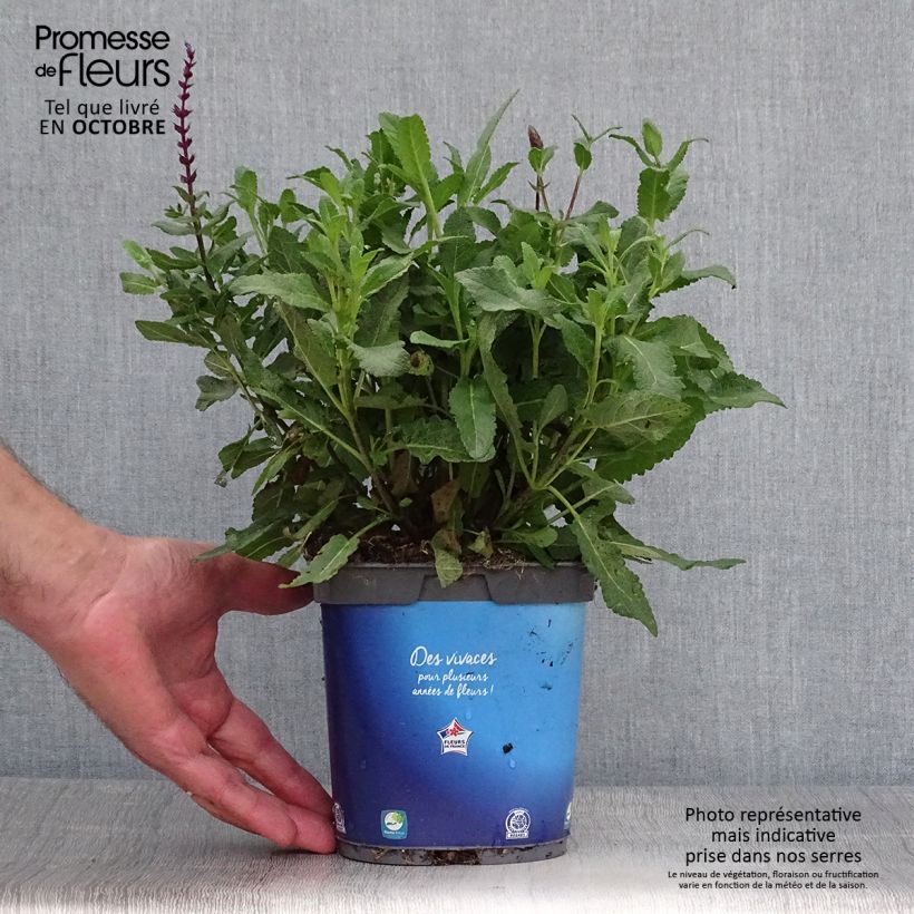 Salvia nemorosa Caradonna - Woodland Sage 1.5L/2L pot sample as delivered in autumn