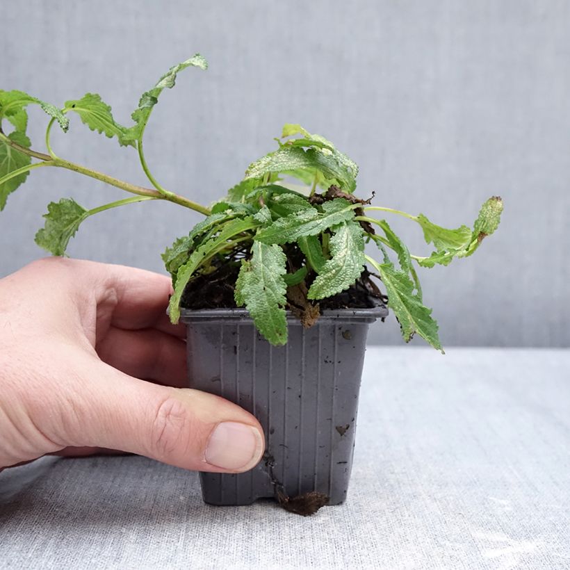 Salvia nemorosa Caradonna Pink - Woodland Sage 8/9 cm pot sample as delivered in winter