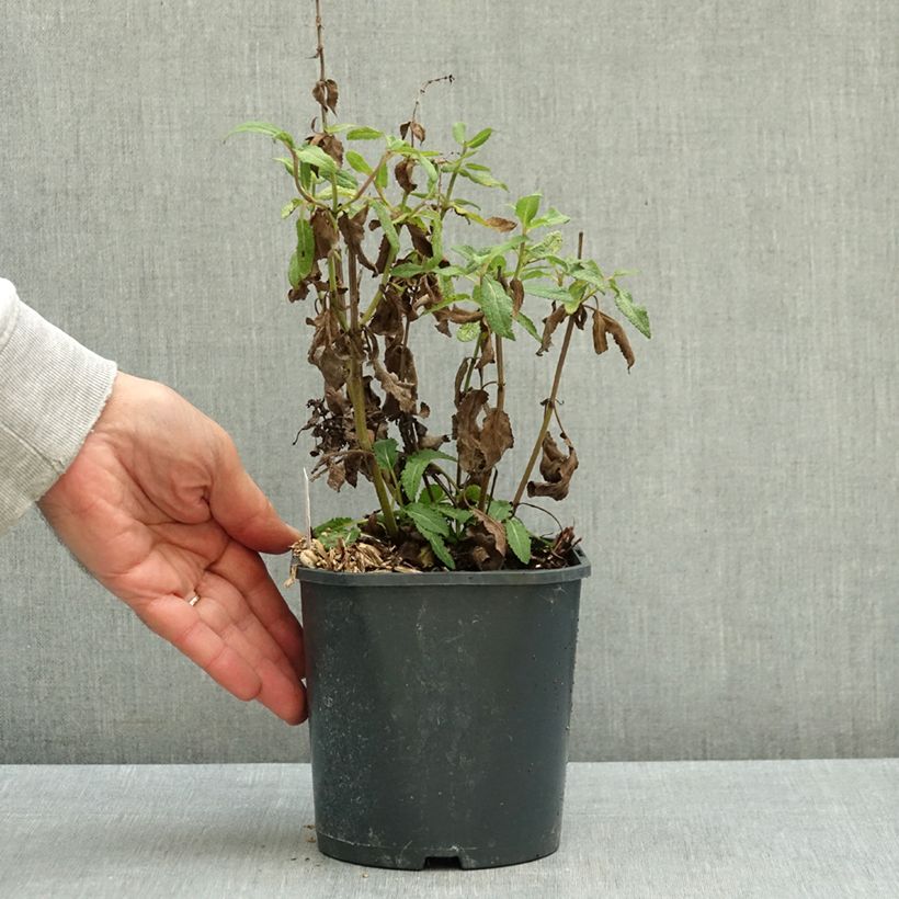 Salvia nemorosa Caradonna Pink - Woodland Sage 2L/3L pot sample as delivered in autumn
