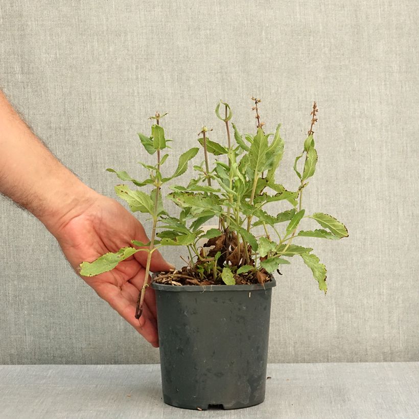Salvia nemorosa Caradonna Pink - Woodland Sage 2L/3L pot sample as delivered in summer