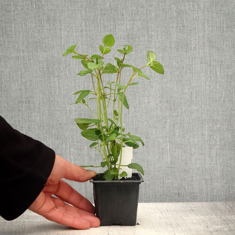 Salvia setulosa  8/9 cm pot sample as delivered in spring