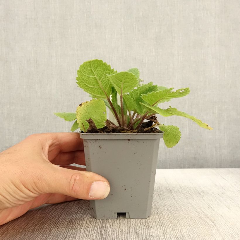 Salvia sclarea Vatican White 8/9 cm pot sample as delivered in autumn