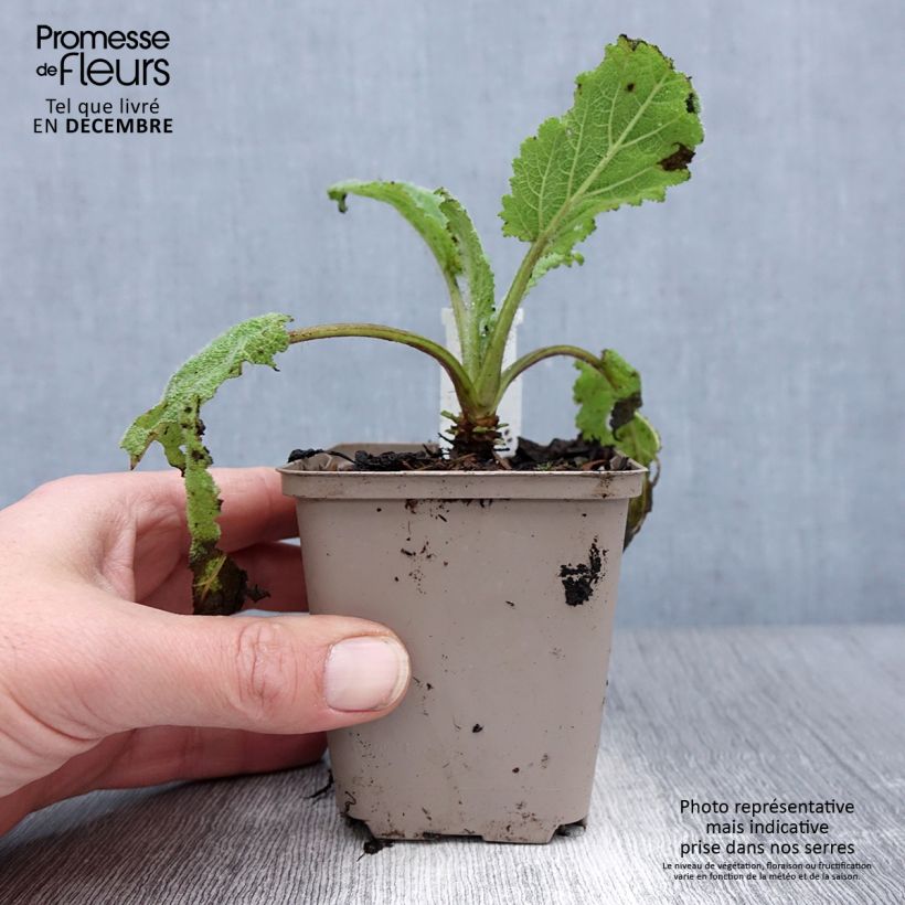 Salvia sclarea Vatican White 8/9 cm pot sample as delivered in winter