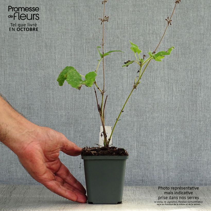 Salvia verticillata Purple Rain 8/9 cm pot sample as delivered in autumn