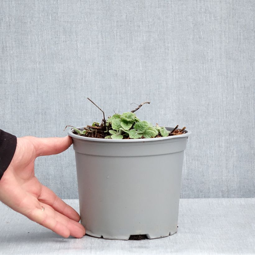 Salvia verticillata Purple Rain 3L/4L pot sample as delivered in spring