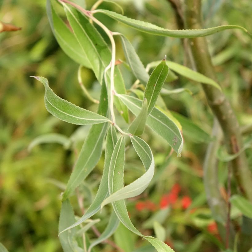 Salix alba Dart's Snake - White Willow (Foliage)