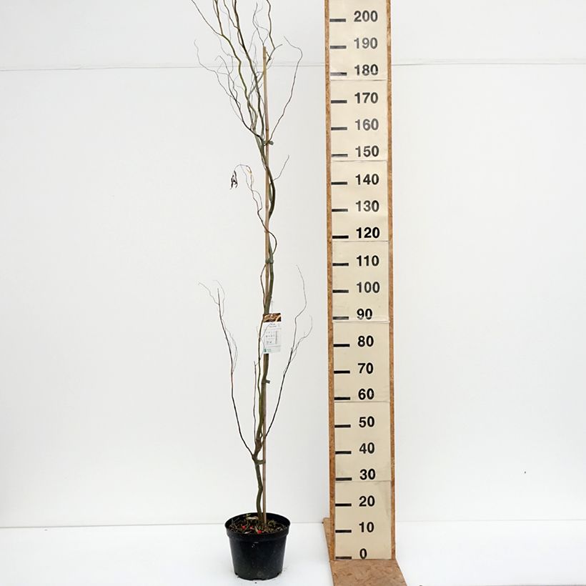 Salix alba Dart's Snake - White Willow 4L/5L pot sample as delivered in autumn