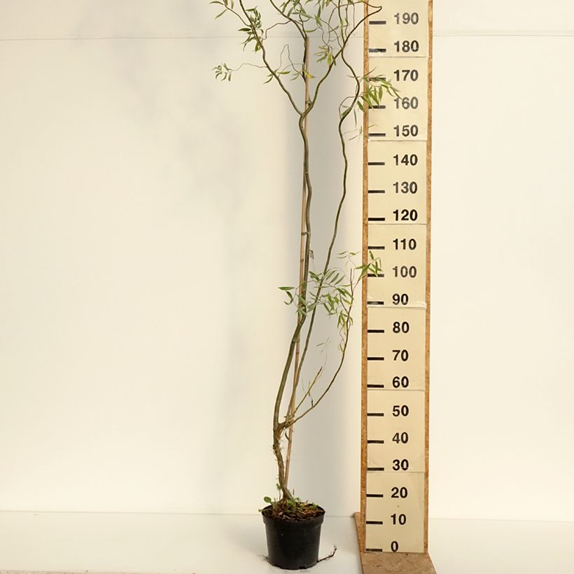 Salix alba Dart's Snake - White Willow 4L/5L pot sample as delivered in summer