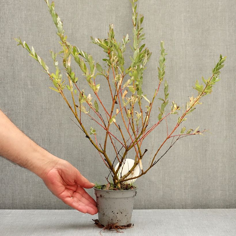 Salix integra Flamingo - Flamingo Willow 12cm pot sample as delivered in autumn