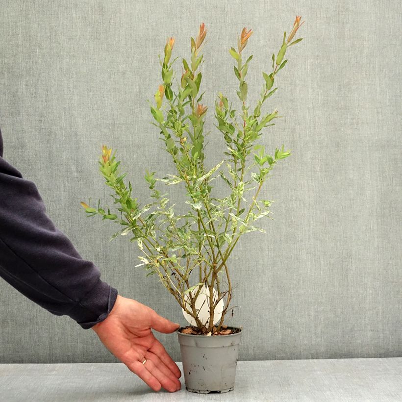 Salix integra Flamingo - Flamingo Willow 12cm pot sample as delivered in summer