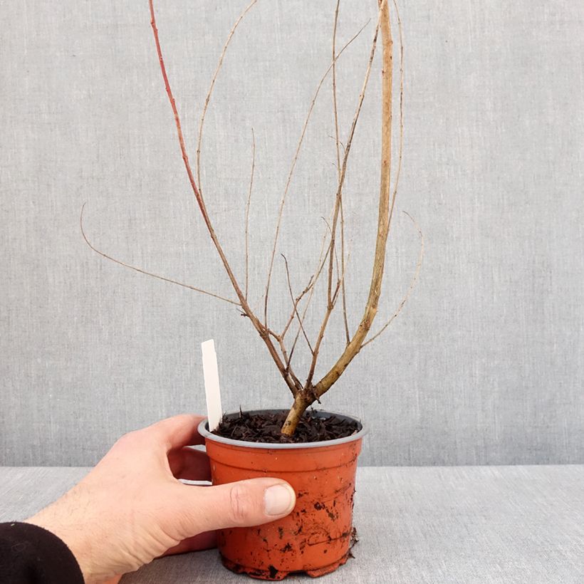 Salix integra Hakuro-Nishiki - Flamingo Willow 10cm/11cm pot sample as delivered in winter