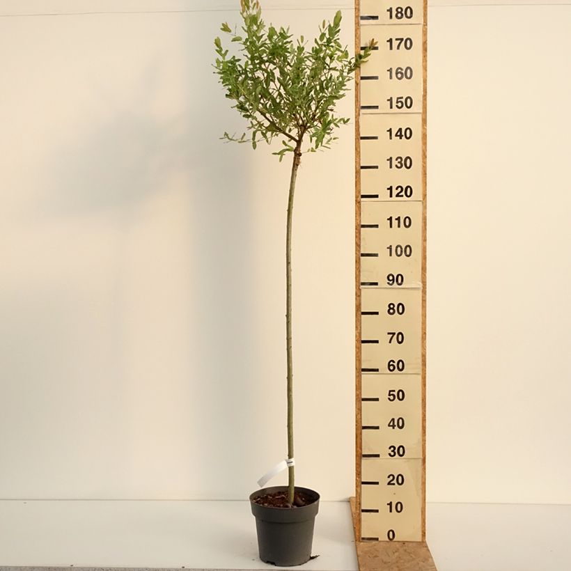 Salix integra Hakuro-Nishiki - Flamingo Willow 4L/5L pot, Standard sample as delivered in summer