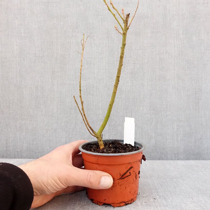 Salix sachalinensis Golden Sunshine - Sachalin Willow 8/9 cm pot sample as delivered in winter