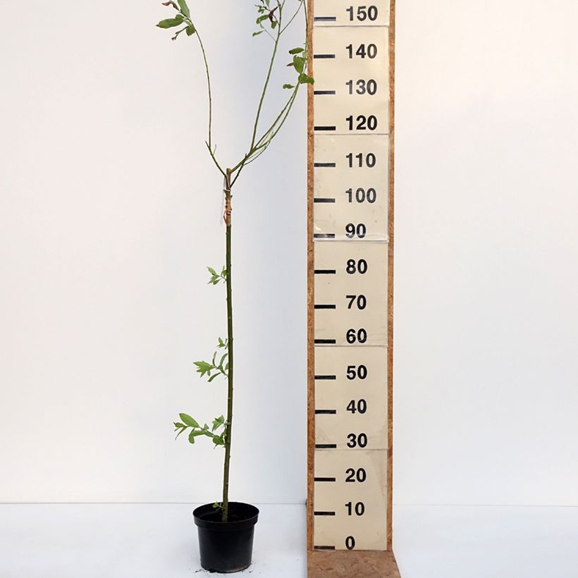 Example of Salix gracilistyla Melanostachys - Rosegold Pussy Willow 3L/4L pot as you get in automne