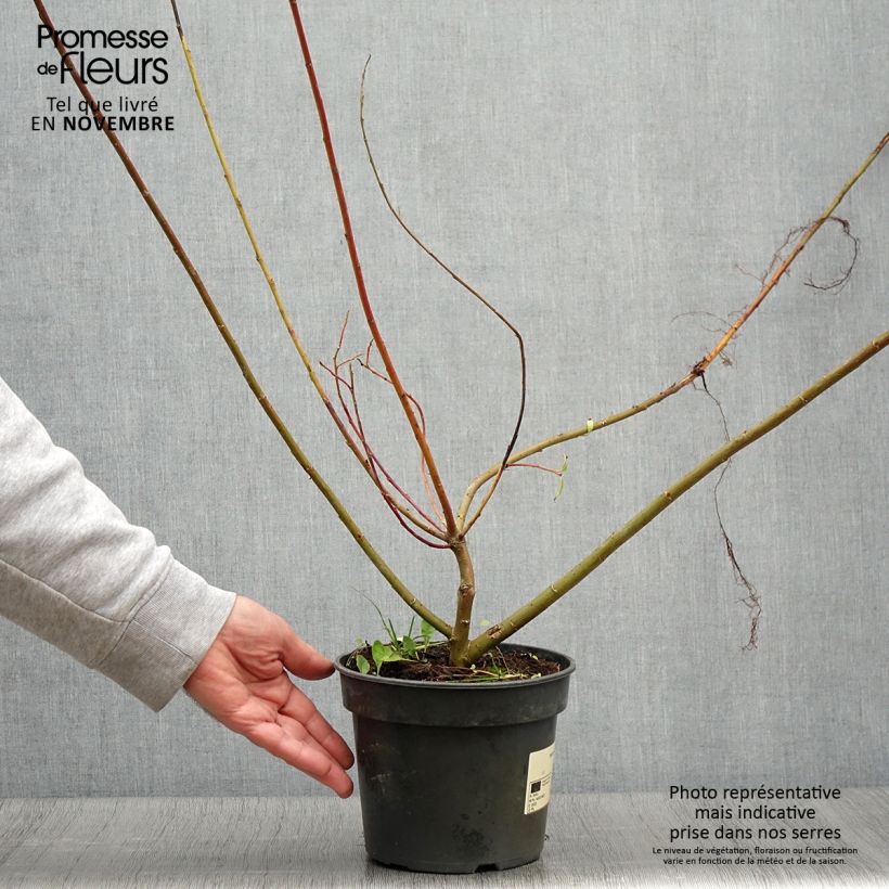 Salix gracilistyla - Black Willow 3L/4L pot sample as delivered in autumn