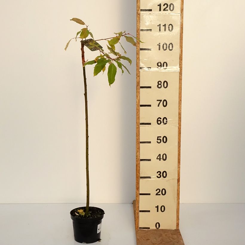 Salix caprea Ogon - Goat Willow 3L/4L pot sample as delivered in autumn