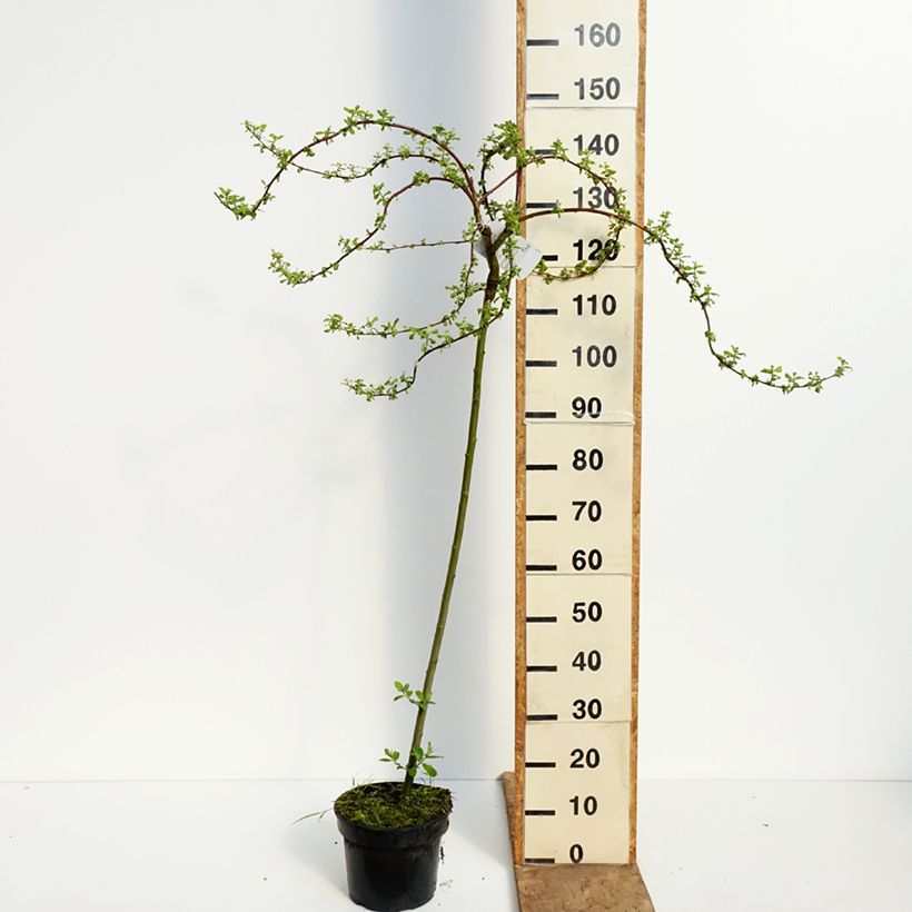 Salix caprea Curly Locks - Great Sallow 4L/5L pot, Standard sample as delivered in spring