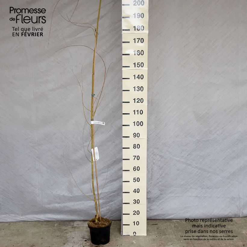 Salix alba Tristis - White Willow 4L/5L pot sample as delivered in winter