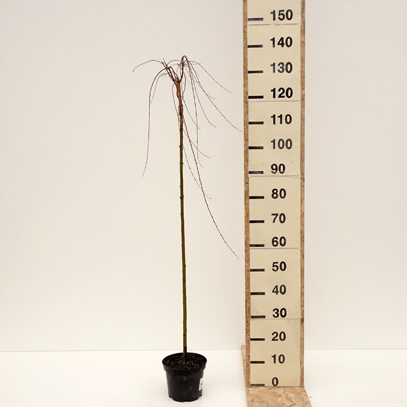 Salix integra Pendula - Dappled Willow 3L/4L pot sample as delivered in winter