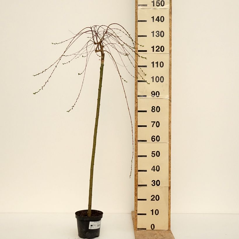 Salix integra Pendula - Dappled Willow 3L/4L pot, Standard sample as delivered in spring