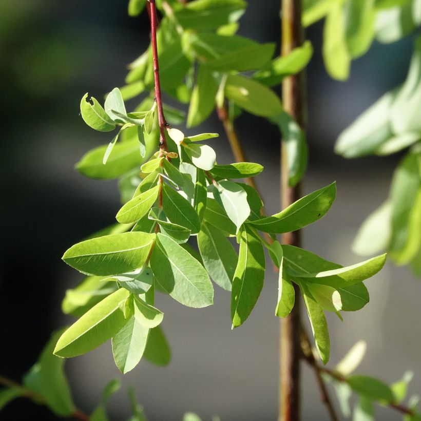 Salix integra Pendula - Dappled Willow (Foliage)