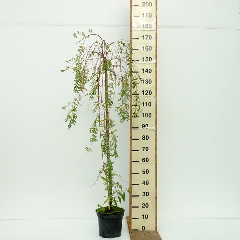 Salix integra Pendula - Dappled Willow 3L/4L pot, Standard sample as delivered in autumn