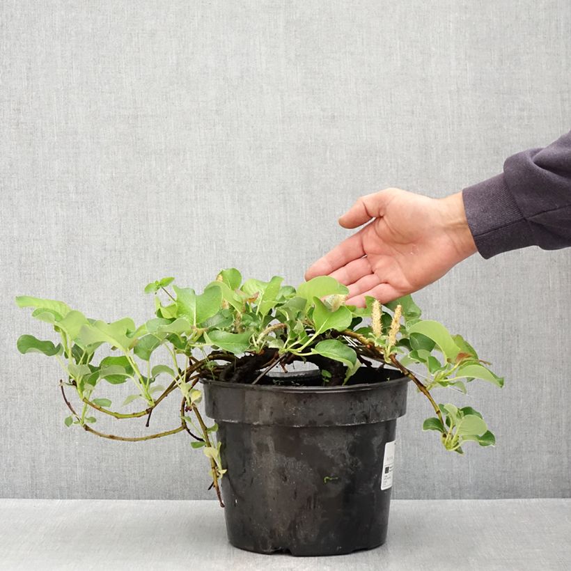 Salix kurilensis - Willow 4L/5L pot sample as delivered in spring