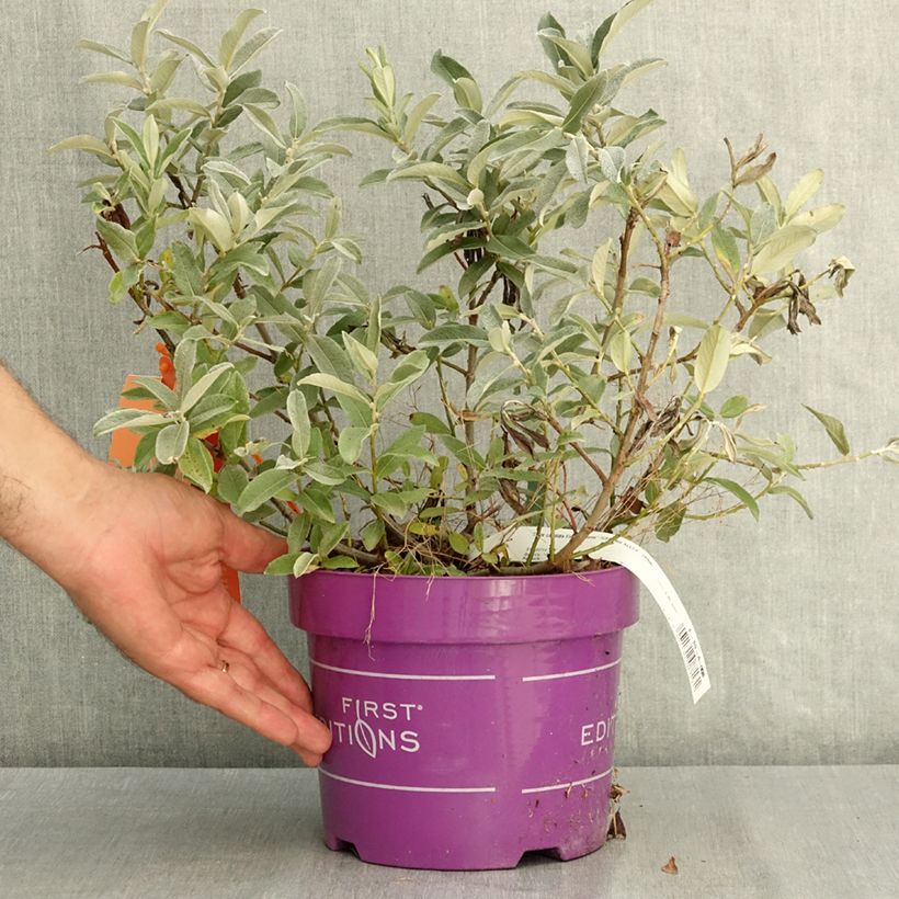 Salix candida Iceberg Alley® - Sageleaf willow 3L/4L pot sample as delivered in summer