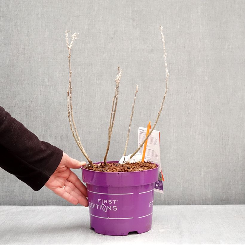 Salix candida Iceberg Alley® - Sageleaf willow 3L/4L pot sample as delivered in winter
