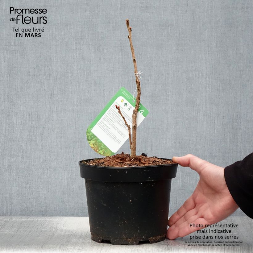 Koelreuteria paniculata Coral Sun 3L/4L pot sample as delivered in spring