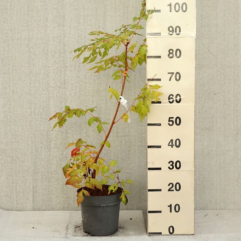 Koelreuteria paniculata Coral Sun 7.5L/10L pot sample as delivered in autumn