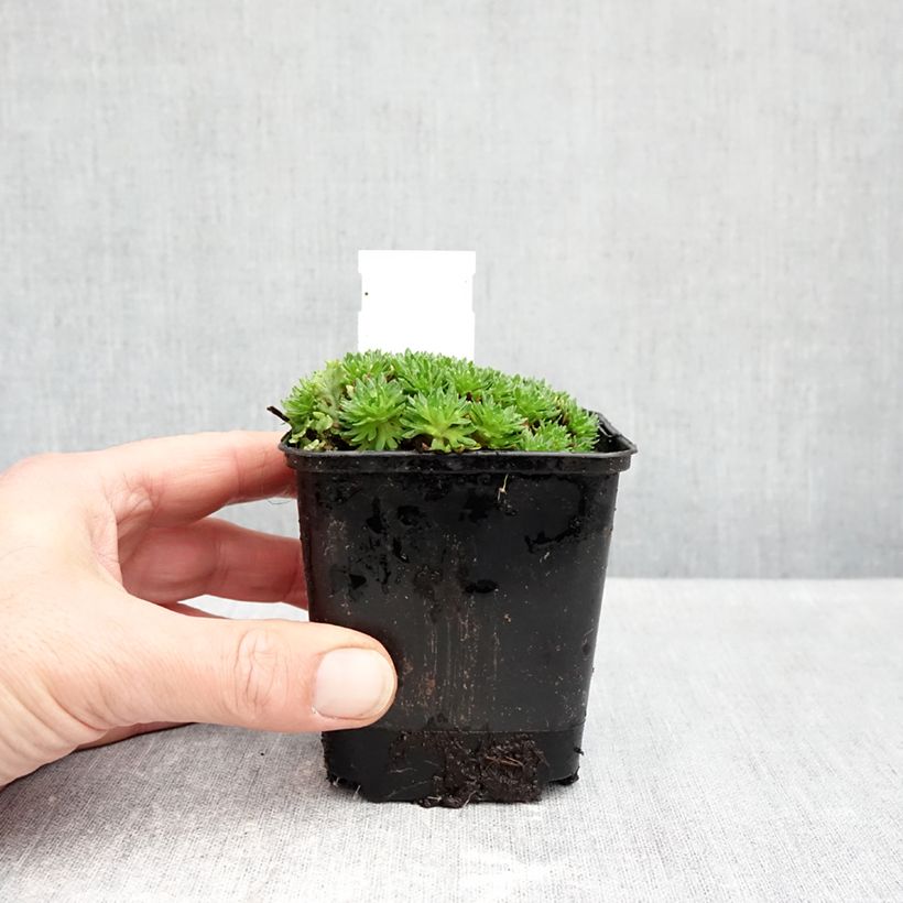 Saxifraga arendsii Compactum 8/9 cm pot sample as delivered in autumn