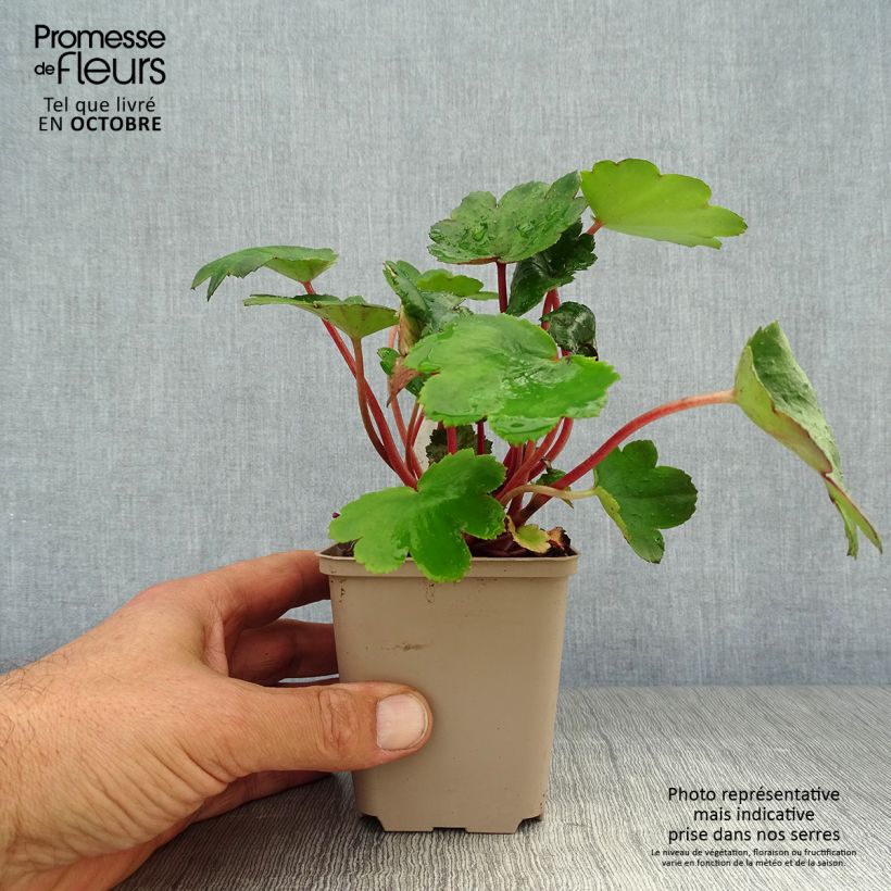 Saxifraga fortunei Beni Tsukasa 8/9 cm pot sample as delivered in autumn