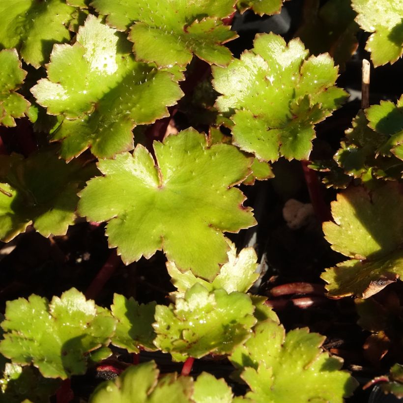 Saxifraga fortunei Beni Tsukasa (Foliage)