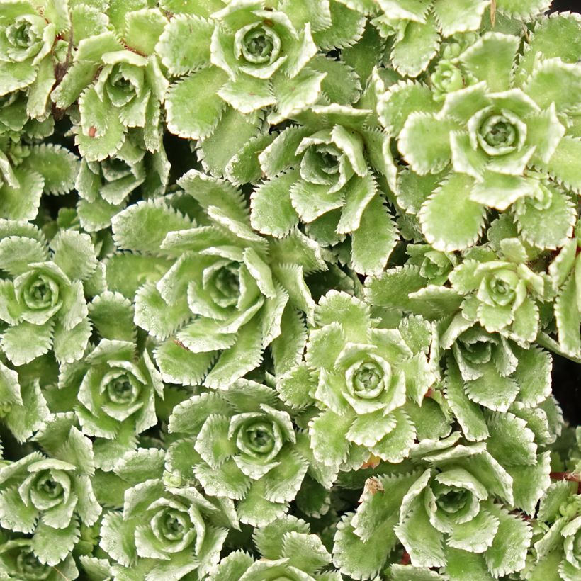 Saxifraga paniculata var. minutifolia Minutifolia (Foliage)