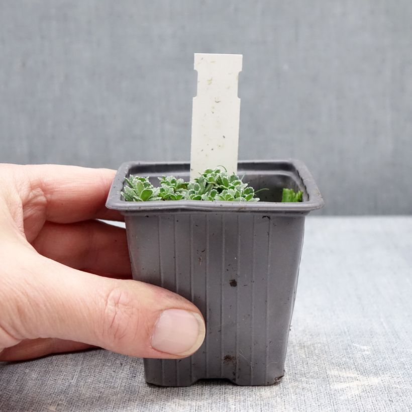 Saxifraga paniculata var. minutifolia Minutifolia 8/9 cm pot sample as delivered in winter