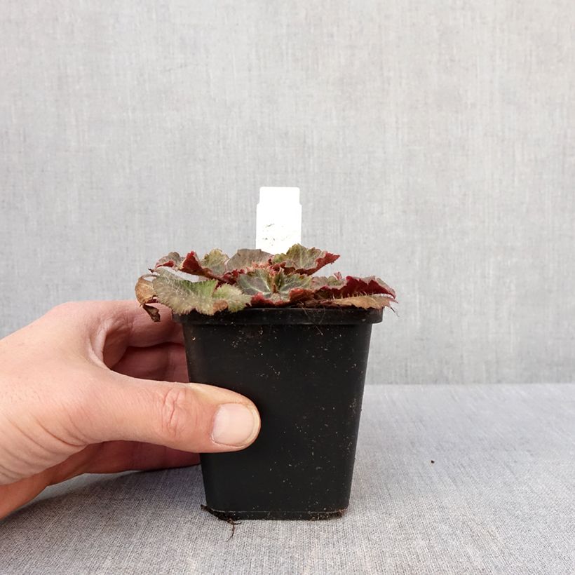 Saxifraga stolonifera Cuscutiformis 8/9 cm pot sample as delivered in winter