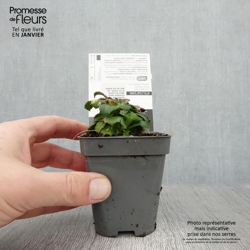 Saxifraga x urbium Aureopunctata 8/9 cm pot sample as delivered in winter