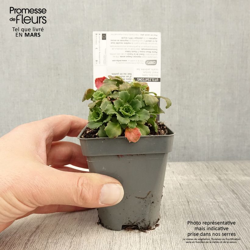 Saxifraga x urbium Aureopunctata 8/9 cm pot sample as delivered in spring