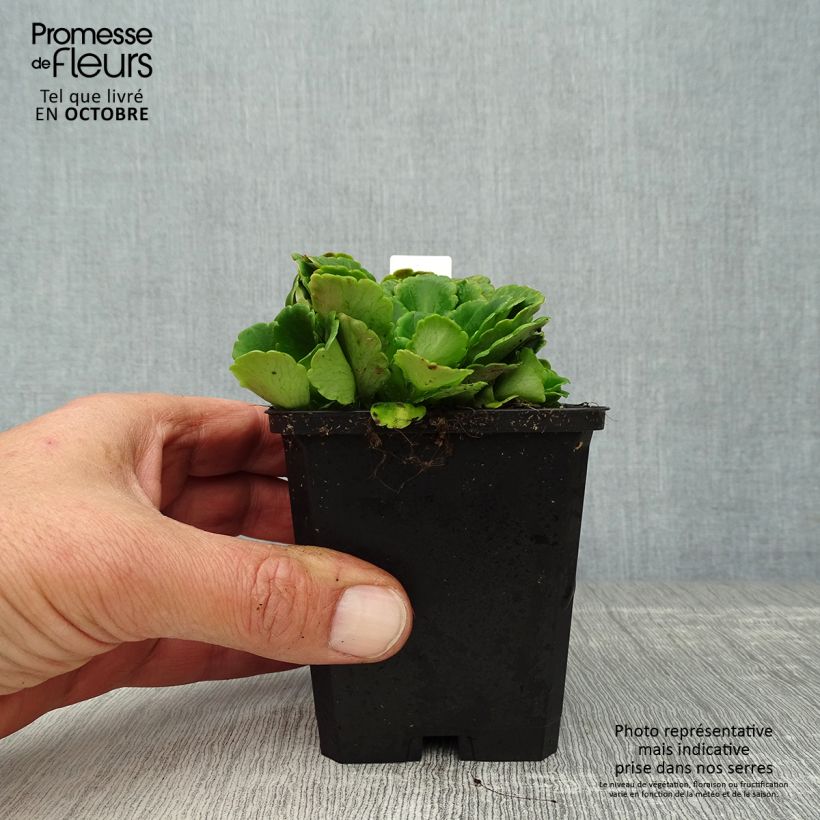 Saxifraga x urbium 8/9 cm pot sample as delivered in autumn