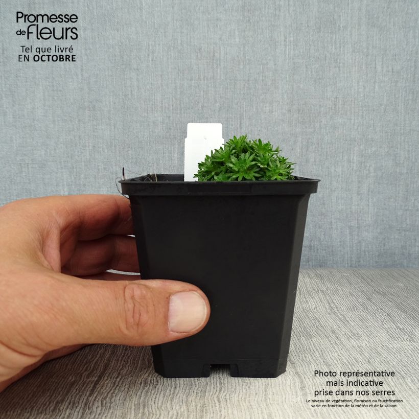 Saxifraga arendsii Pixie White 8/9 cm pot sample as delivered in autumn