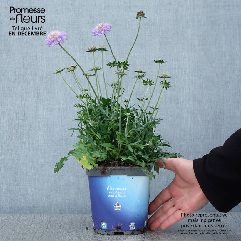 Scabiosa columbaria Butterfly Blue 2L/3L pot sample as delivered in autumn