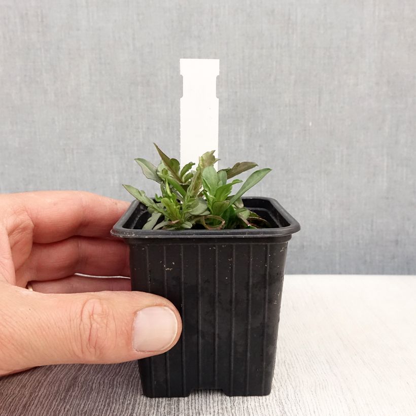 Scabiosa canescens 8/9 cm pot sample as delivered in spring